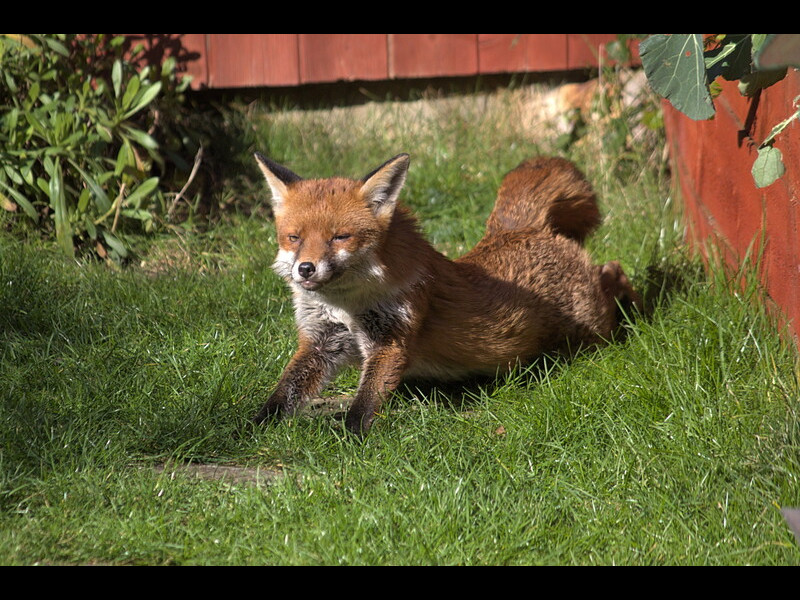 Foxy Stretch